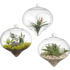 hanging glass terrarium