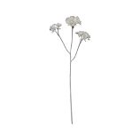 Angelica Stem