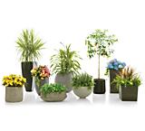 Hot Pots and Container Gardening