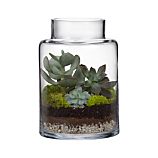 Boris Hurricane-Terrarium