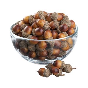 Acorns