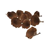 Calice Mushrooms Set of Nine