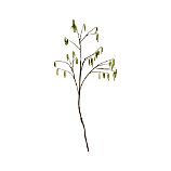 Catkins Stem