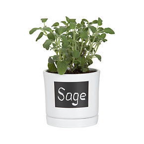 Chalkboard Herb Pot with Saucer