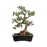 Cypress Bonsai