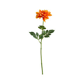 Orange Dahlia