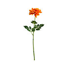 Orange Dahlia.