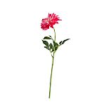Pink Dahlia