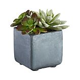 Potted Desert Flowers