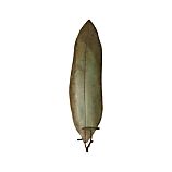 Frond Candle Sconce