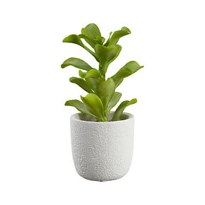 Potted Kalanchoe