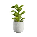 Potted Kalanchoe