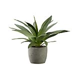 Large Potted Succulent