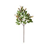 Longan Stem