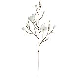 Magnolia Branch
