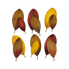 Set of 12 Magnolia Scatter Leaves