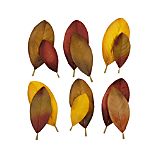 Set of 12 Magnolia Scatter Leaves