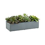 Succulents in a Pot