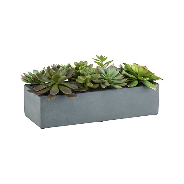 MultipleSucculentPotS13