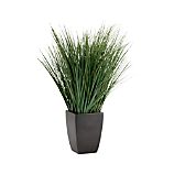 Potted Onion Grass