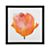 OrangePoppyF12