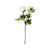 PeonyStemWhiteS13