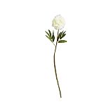 Peony Stem