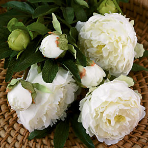 Peony Stem