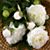 PeonyStemsSS07