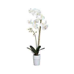 Potted Phalaenopsis White Orchid