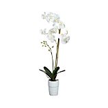 Potted Phalaenopsis White Orchid
