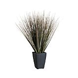 Potted Dune Grass