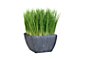 Potted Grass