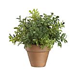 Mini Potted Boxwood