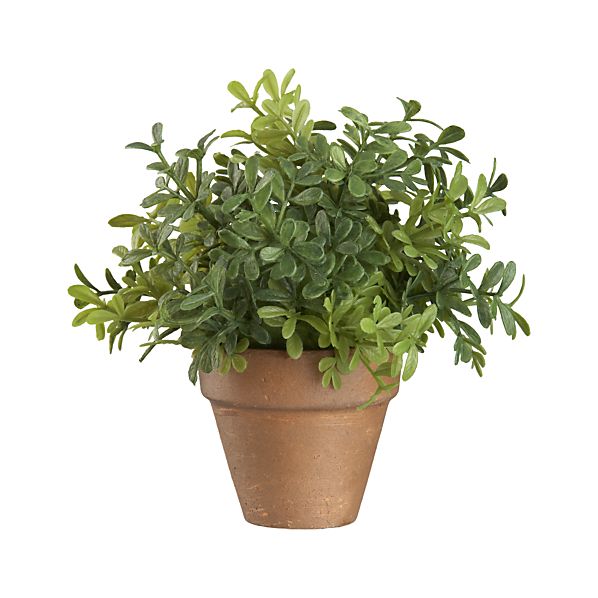 PottedMiniBoxwoodS11