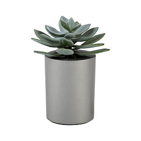 Mini Potted Succulent