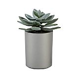 Mini Potted Succulent