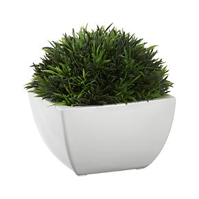 Potted Moss