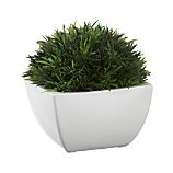 Potted Moss