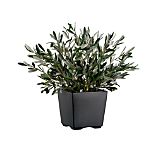 Potted Olive