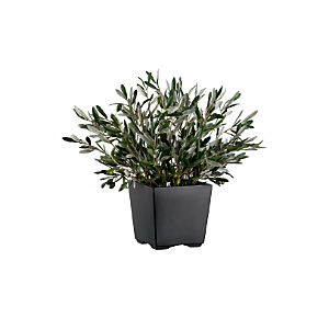 Potted Olive