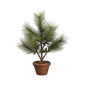 Potted Pine Tree