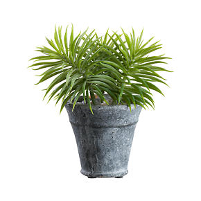 Potted 7 Succulent