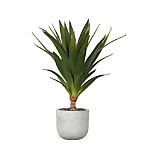 Potted Yucca