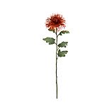 Spider Mum