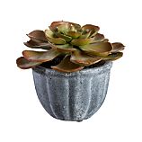 Potted 4" Succulent