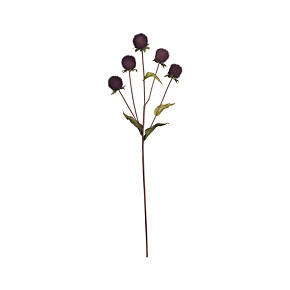 Thistle Stem