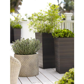 Tidore Planters